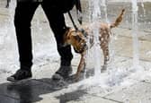 A dog tries to cool down in the water of a fountain. (Photo: BARBARA GINDL/APA/AFP via Getty Images)