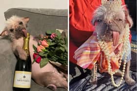 Peggy is an unlikely Hollywood superstar.