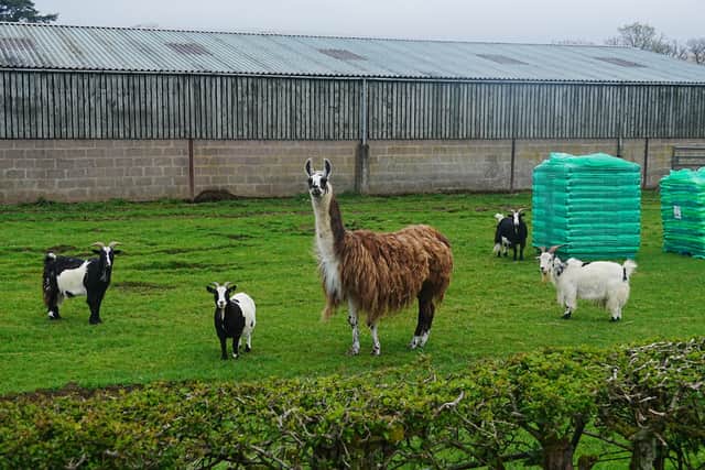 Farm animals worth an estimated £2.4m were severely injured or killed in dog attacks across the UK in 2023, up nearly 30% compared to the previous year.