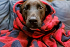 Shivering is one of the signs that your dog is suffering from anxiety.