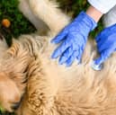It's good to know what to do should your dog collapse.