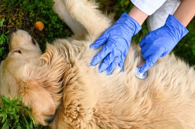 It's good to know what to do should your dog collapse.