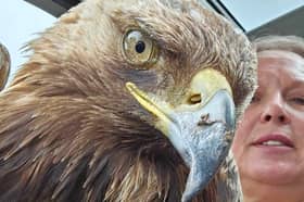 The golden eagle after being rescued from a rock in Urga, near Harris, on Tracey Dinner's lap. Picture: Tracey Dinner/SWNS