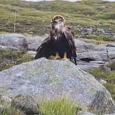 A golden eagle perched on a rock in Urga, near Harris