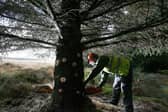 An invasive beetle has been found on Sitka spruce for the first time in the UK 