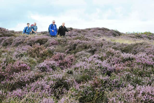 Walkers as they pass through the purple blooming heather on the Levisham Estate on the North Yorkshire Moors. Picture: Anna Gowthorpe/PA Wire
