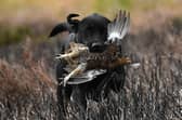 Grouse shooting is vital to the rural economy (Picture: Jeff J Mitchell/Getty Images)