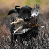 Grouse shooting is vital to the rural economy (Picture: Jeff J Mitchell/Getty Images)