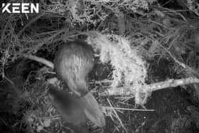 Two kits have been spotted in the Cairngorms National Park with families of beavers introduced there 