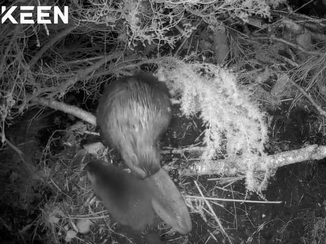 Two kits have been spotted in the Cairngorms National Park with families of beavers introduced there 