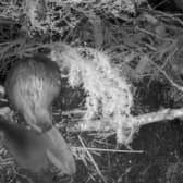 Two kits have been spotted in the Cairngorms National Park with families of beavers introduced there 