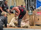Una Cameron, aged 51, sheared 517 sheep at Trefranck Farm, in Launceston, on Wednesday beating the previous women's solo strongwool ewe record by 59 sheep 