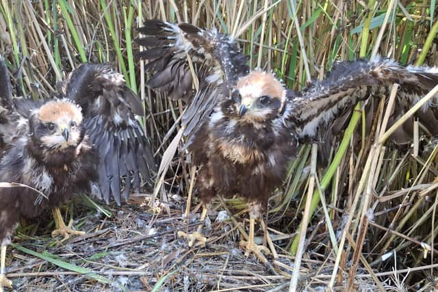 For the first time, Marsh Harrier chicks have successfully fledged the nest at RSPB Scotland’s Mersehead nature reserve.