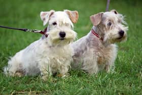 Dogs should be kept on their lead in cemeteries (Picture: Tim Graham/Getty Images)