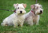 Dogs should be kept on their lead in cemeteries (Picture: Tim Graham/Getty Images)