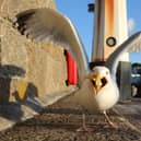 Some seagulls will steal food from humans, but not all (Picture: Matt Cardy/Getty Images)