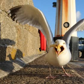 Some seagulls will steal food from humans, but not all (Picture: Matt Cardy/Getty Images)