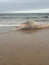 A dead whale, believed to be a Minke, has been on Lossiemouth beach for about three weeks (picture: David Kidd) 