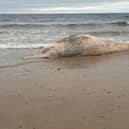 A dead whale, believed to be a Minke, has been on Lossiemouth beach for about three weeks (picture: David Kidd) 