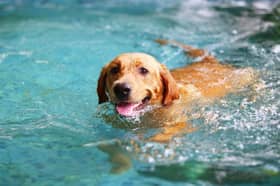 Most dogs love going for a dip to cool off.