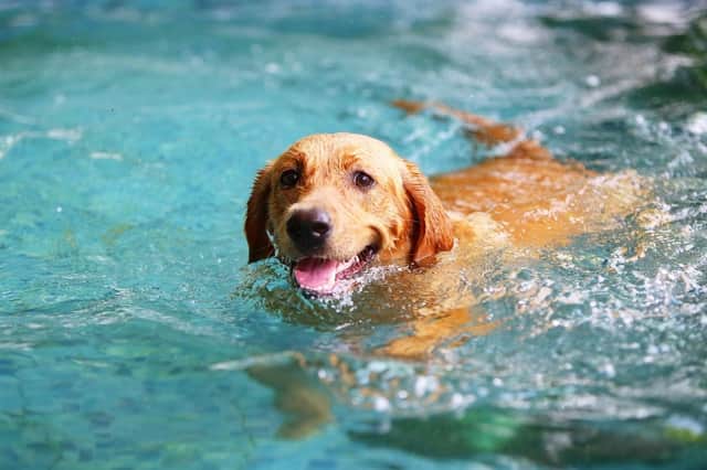 Most dogs love going for a dip to cool off.