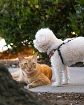 Brilliant bargains for the pets in your life