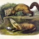 Pine Marten, Mustela Martes. From The Viviparous Quadrupeds of North America by John J. Audubon. Pub. 1845 (colour lithograph).