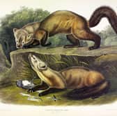 Pine Marten, Mustela Martes. From The Viviparous Quadrupeds of North America by John J. Audubon. Pub. 1845 (colour lithograph).