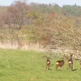 Deer manages in Scotland are being given funding to manage deer after NatureScot said it recognised 80 per cent of deer management in Scotland is carried out by private landowners and individuals at their own expense 