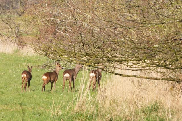 The John Muir Trust and locals in Assynt have previously clashed over deer management approaches