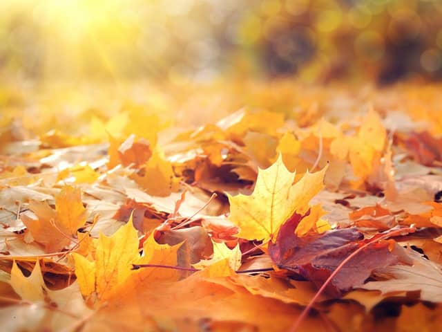 It won't be long until the trees are shedding their leaves.
