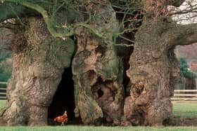 Tree of the Year