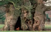 Tree of the Year