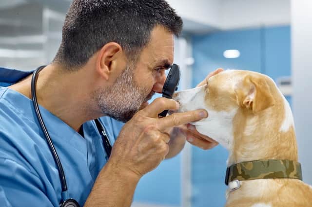 If your dog seems to be suffering from eye trouble it's maybe time for a trip to the vet.