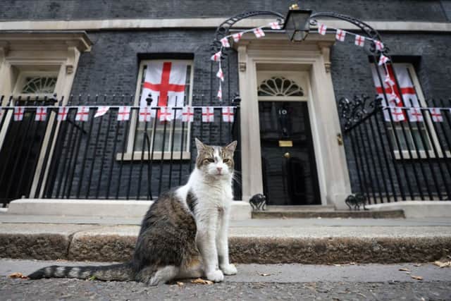 Larry the Cat poses outside Number 10 Downing Street in central London. Picture: Hollie Adams/AFP via Getty Images