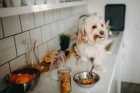 Some areas of a kitchen really should be dog free zones...