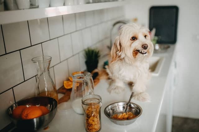Some areas of a kitchen really should be dog free zones...