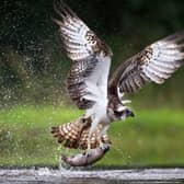 The injured osprey was found in distress by a gamekeeper