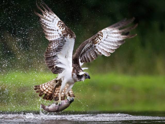 The injured osprey was found in distress by a gamekeeper