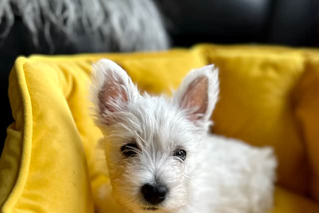 The New Westie