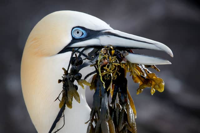 The populations of seabirds such as gannets have seen alarming declines (Picture: Jane Barlow)