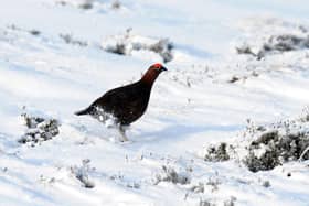 Black grouse are one of the iconic birds of upland areas of Scotland and other parts of the UK (Picture: Owen Humphreys)