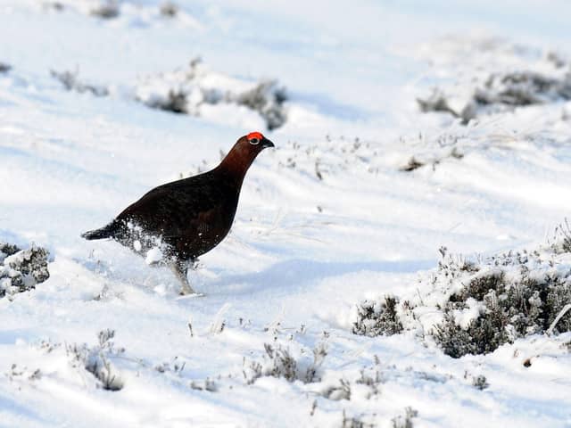 Black grouse are one of the iconic birds of upland areas of Scotland and other parts of the UK (Picture: Owen Humphreys)