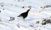 Black grouse are one of the iconic birds of upland areas of Scotland and other parts of the UK (Picture: Owen Humphreys)
