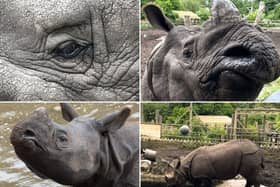 Meet the adorable one-horned Rhino - a gentle giant who loves to play