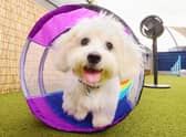 Shark is supporting Battersea Dogs and Cats Home as it celebrates and champions rescue dogs and cats across the UK