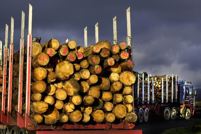 Log exports from Scotland to Ireland have been paused after an invasive beetle was found