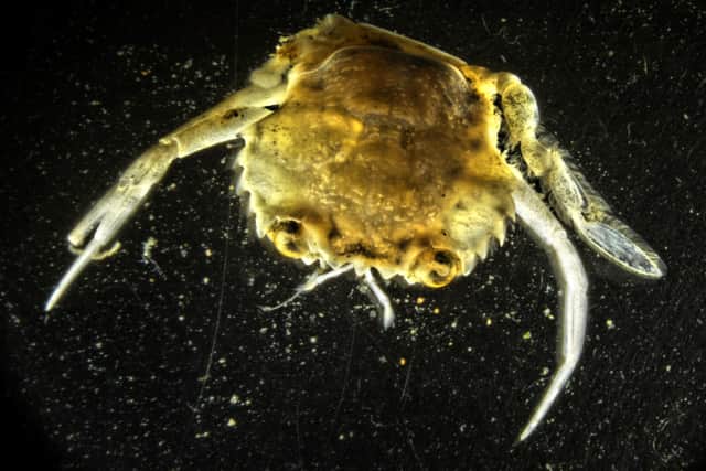 A sample taken by researchers from the seabed off the coast of Cumbria, one of the UK's oldest active offshore wind farms. Photo: Dr Philippe Laissue/University of Essex/PA Wire