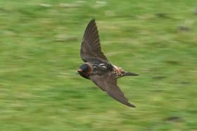 The American Cliff Swallow on St Kilda