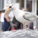 The seagulls have caused injuries to several children